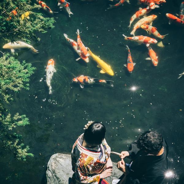 池で泳ぐ鯉を眺める新郎新婦様の結婚写真