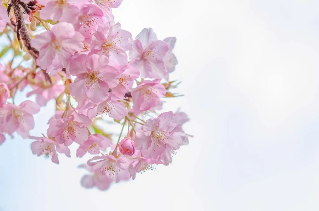 カワヅザクラ（河津桜）花弁